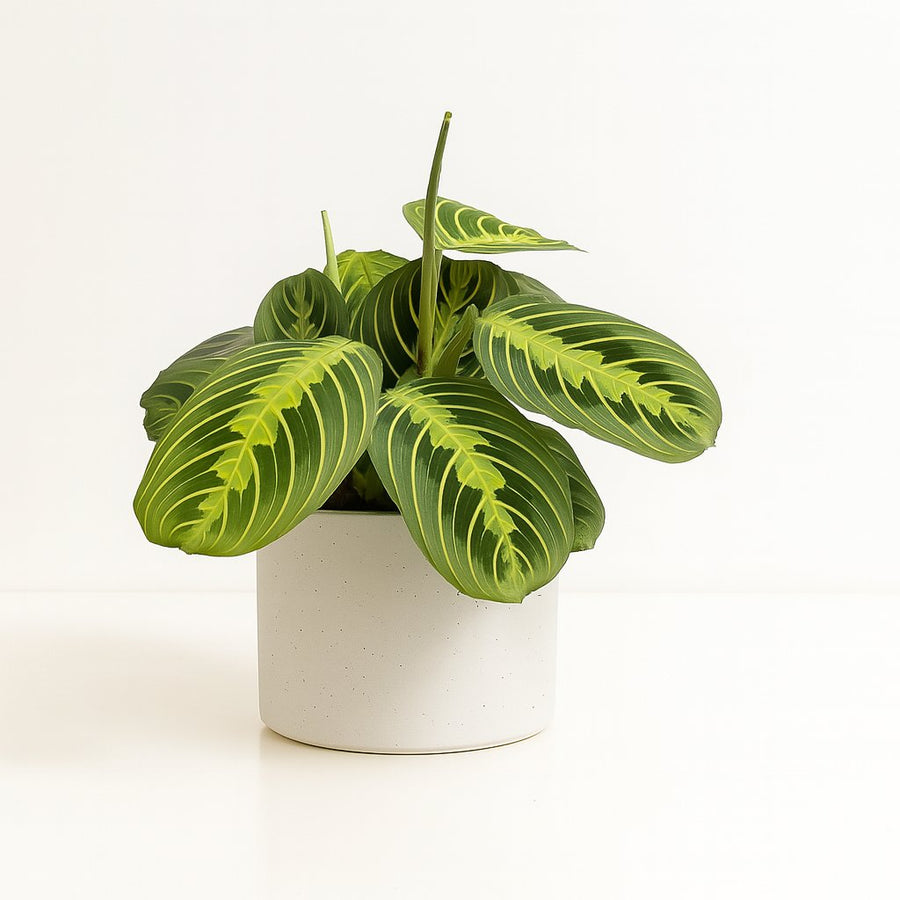 Maranta Lemon Lime - 30cm in einem modernen Studio mit modernem Topf