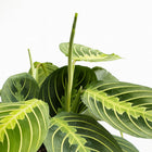 Maranta Lemon Lime - 30cm