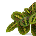 Maranta Fascinator - 20cm