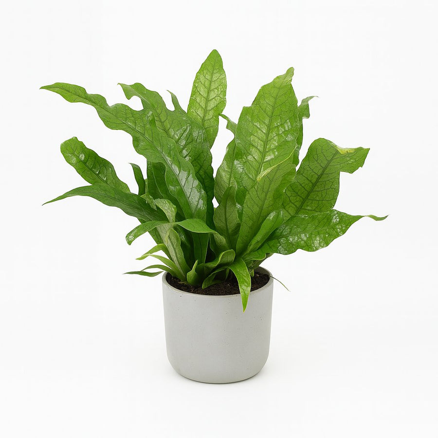 Microsorum Crocodyllus - 30cm in einem modernen Studio mit modernem Topf