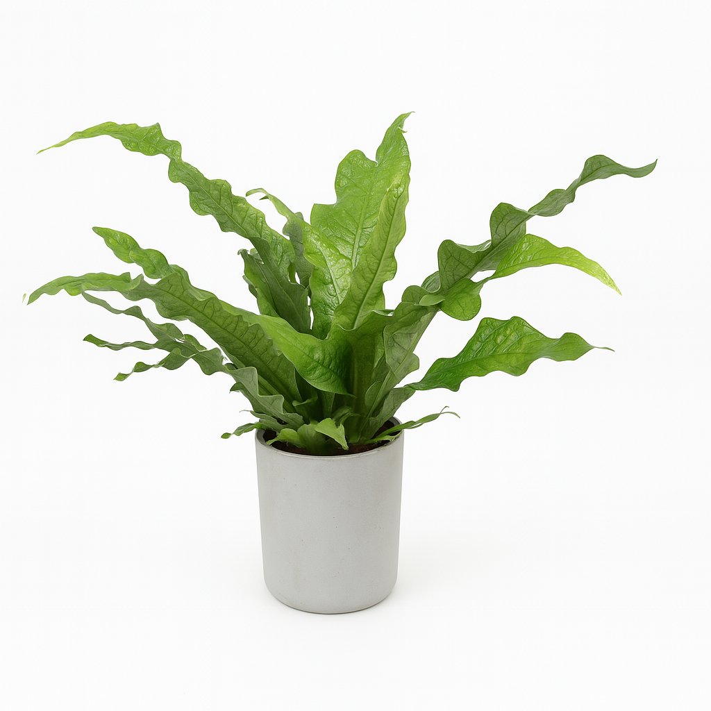 Microsorum Diversifolium - 45cm in einem modernen Studio mit modernem Topf