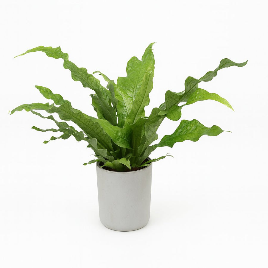 Microsorum Diversifolium - 45cm in einem modernen Studio mit modernem Topf