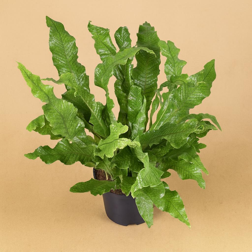 Microsorum Diversifolium - 60cm in einem modernen Studio mit modernem Topf