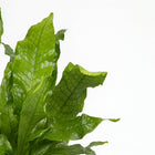 Microsorum Crocodyllus - 30cm