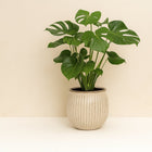 Monstera Deliciosa - 55cm