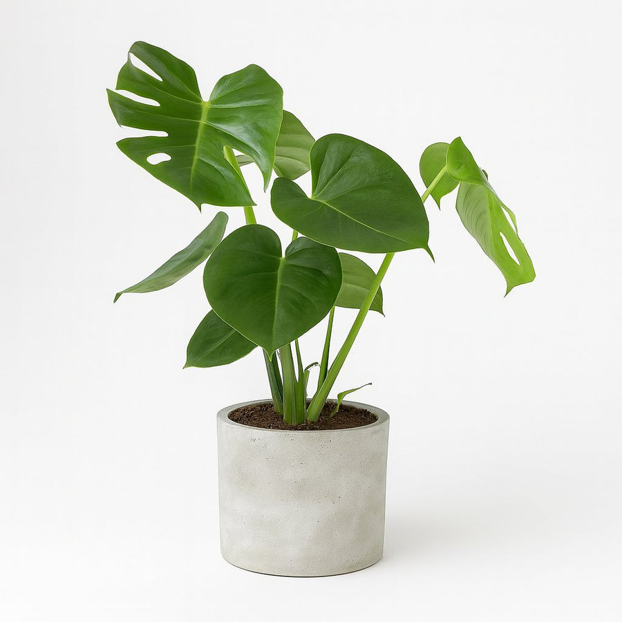 Monstera Deliciosa - 55cm in einem modernen Studio mit modernem Topf