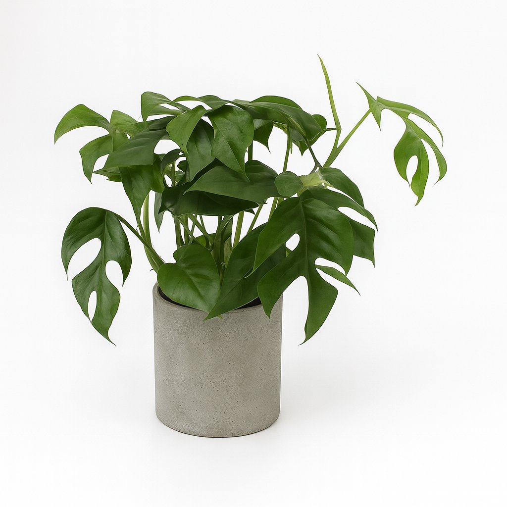 Monstera Minima - 30cm in einem modernen Studio mit modernem Topf
