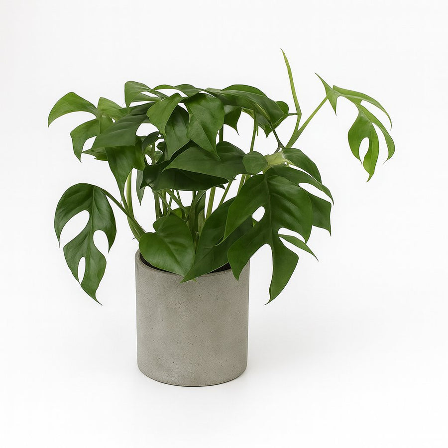 Monstera Minima - 30cm in einem modernen Studio mit modernem Topf