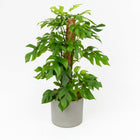 Monstera Minima - 80cm in einem modernen Studio mit modernem Topf