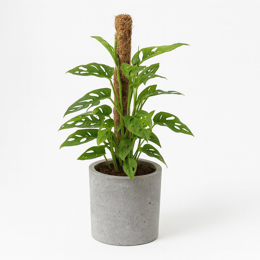 Monstera Monkey - 60cm in einem modernen Studio mit modernem Topf