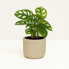 Monstera Monkey Leaf - 30cm in einem modernen Studio mit modernem Topf