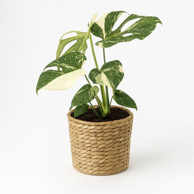 Monstera Thai Constellation - 50cm