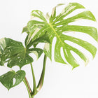 Monstera Thai Constellation - 50cm