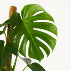 Monstera Deliciosa - 105cm