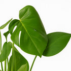 Monstera Deliciosa - 55cm