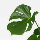 Monstera Deliciosa - 55cm-Nahaufnahme