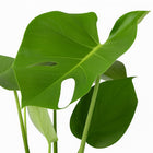 Monstera Deliciosa - 60cm