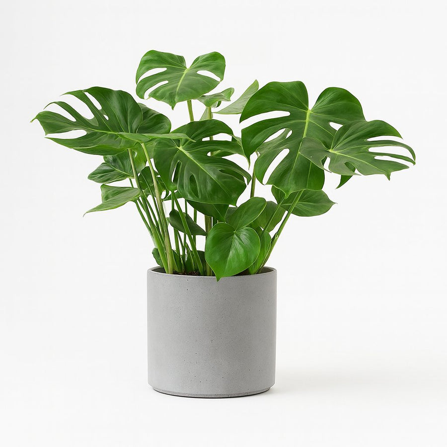 Monstera Deliciosa - 75cm in einem modernen Studio mit modernem Topf
