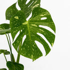Monstera Deliciosa Variegata - 50cm