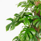 Monstera Minima - 80cm