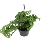 Monstera Monkey - 30cm in einem modernen Studio mit modernem Topf