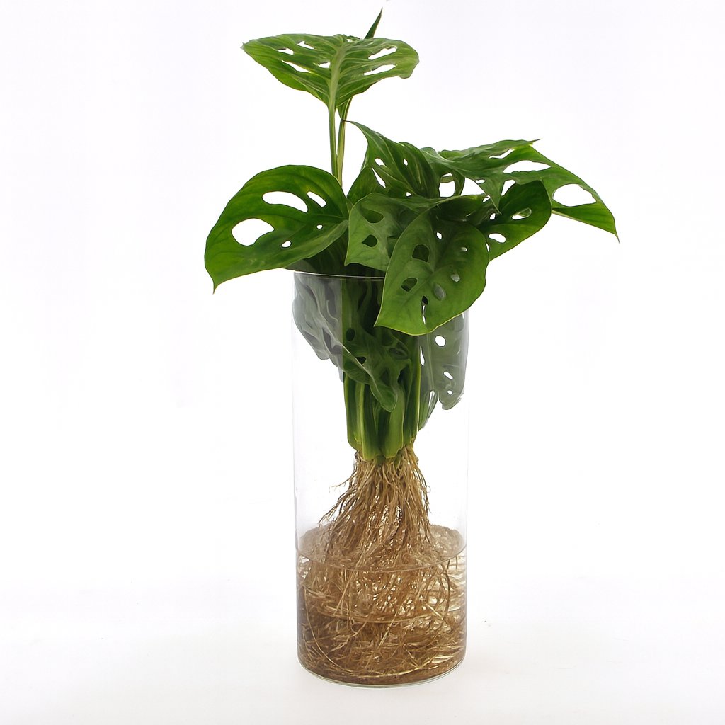 Monstera im Zylinderglas - 25cm in einem modernen Studio mit modernem Topf