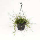 Muehlenbeckia Maori - 20cm in einem modernen Studio mit modernem Topf