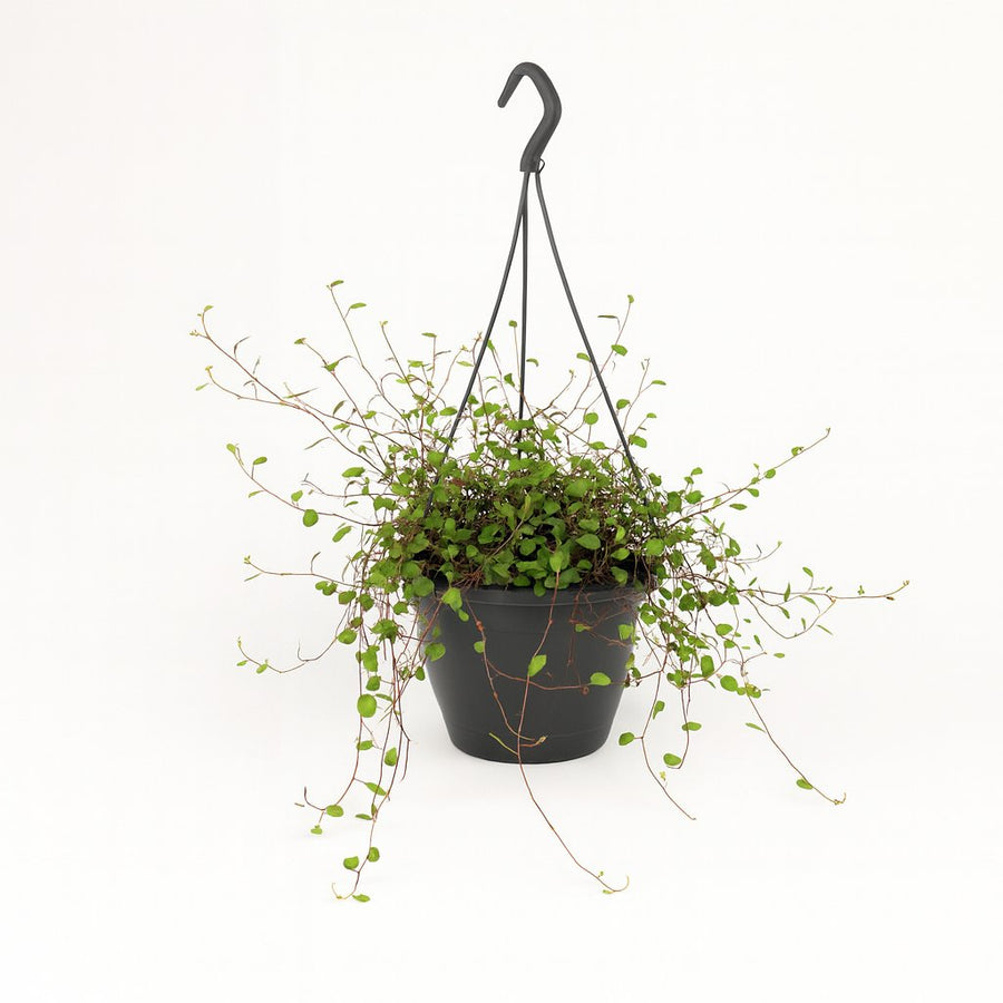 Muehlenbeckia Maori - 20cm in einem modernen Studio mit modernem Topf