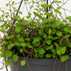 Muehlenbeckia Maori - 20cm