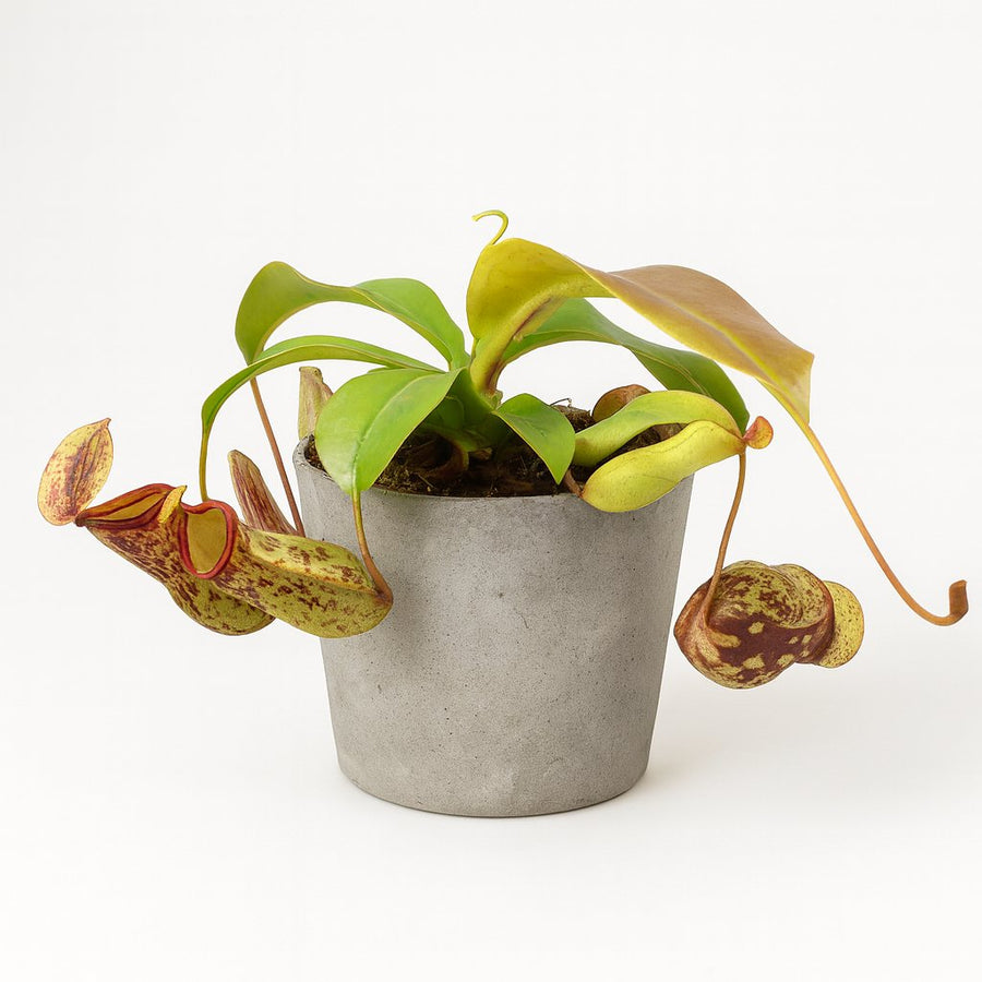 Nepenthes Gaya - 17cm in einem betontopf