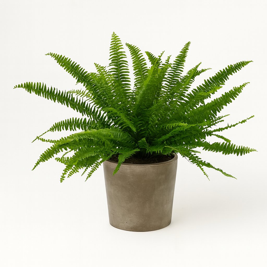 Nephrolepis Green Lady - 40cm in einem modernen Studio mit modernem Topf