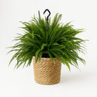 Nephrolepis Green Lady - 60cm in einem modernen Studio mit modernem Topf