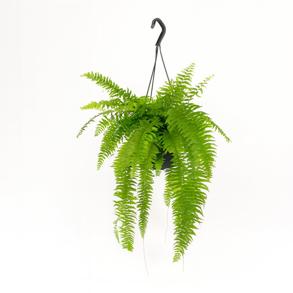 Nephrolepis Macho - 100cm in einem modernen Studio mit modernem Topf