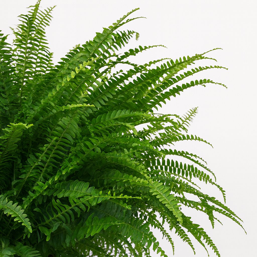 Nephrolepis Green Lady - 60cm