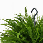 Nephrolepis Green Lady - 60cm