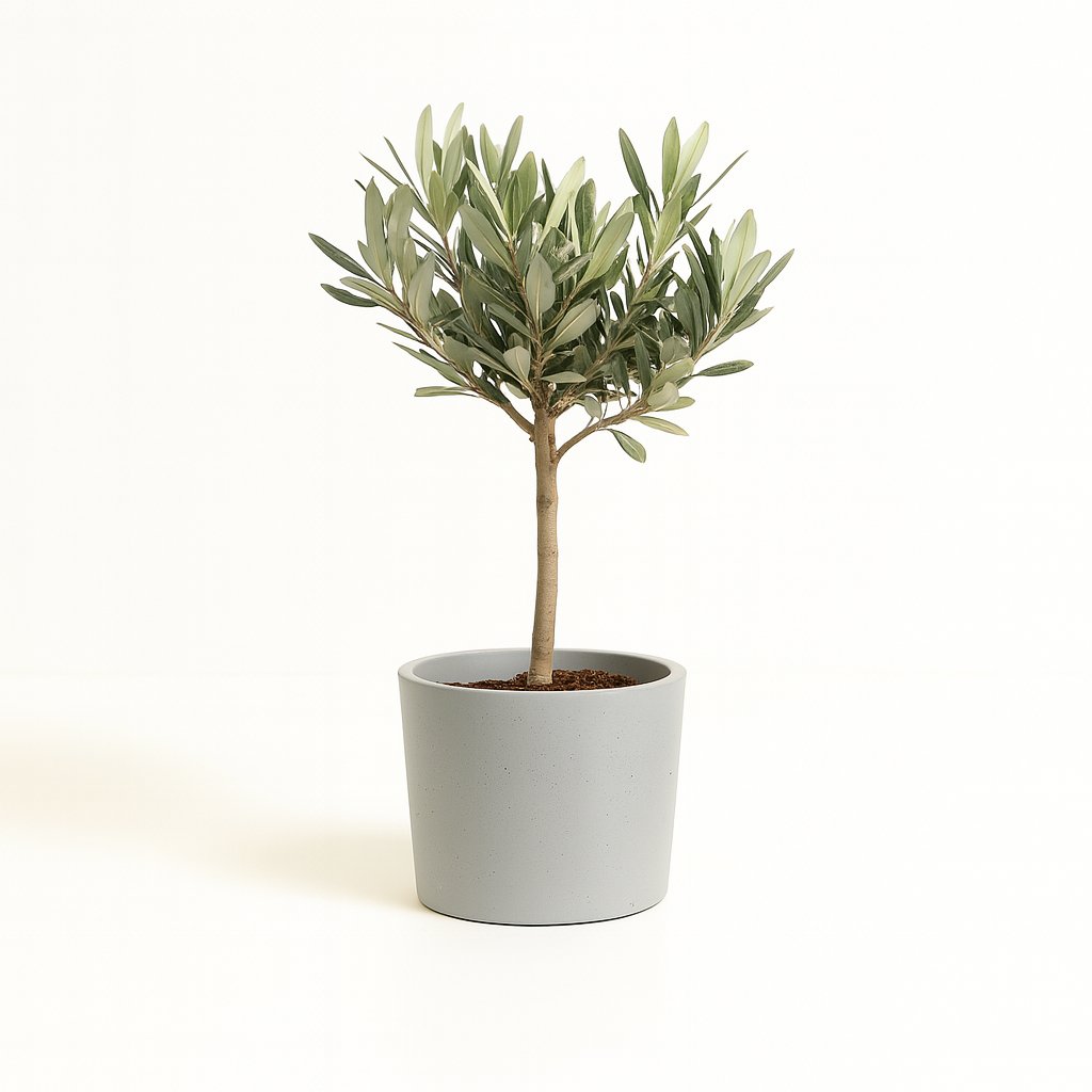 Olea - 25cm in einem modernen Studio mit modernem Topf