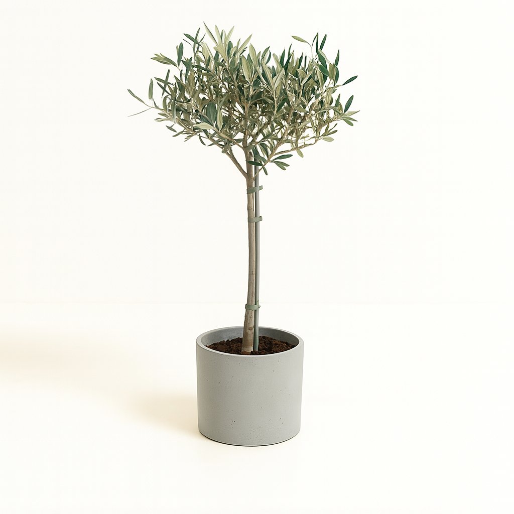 Olea - 90cm in einem modernen Studio mit modernem Topf