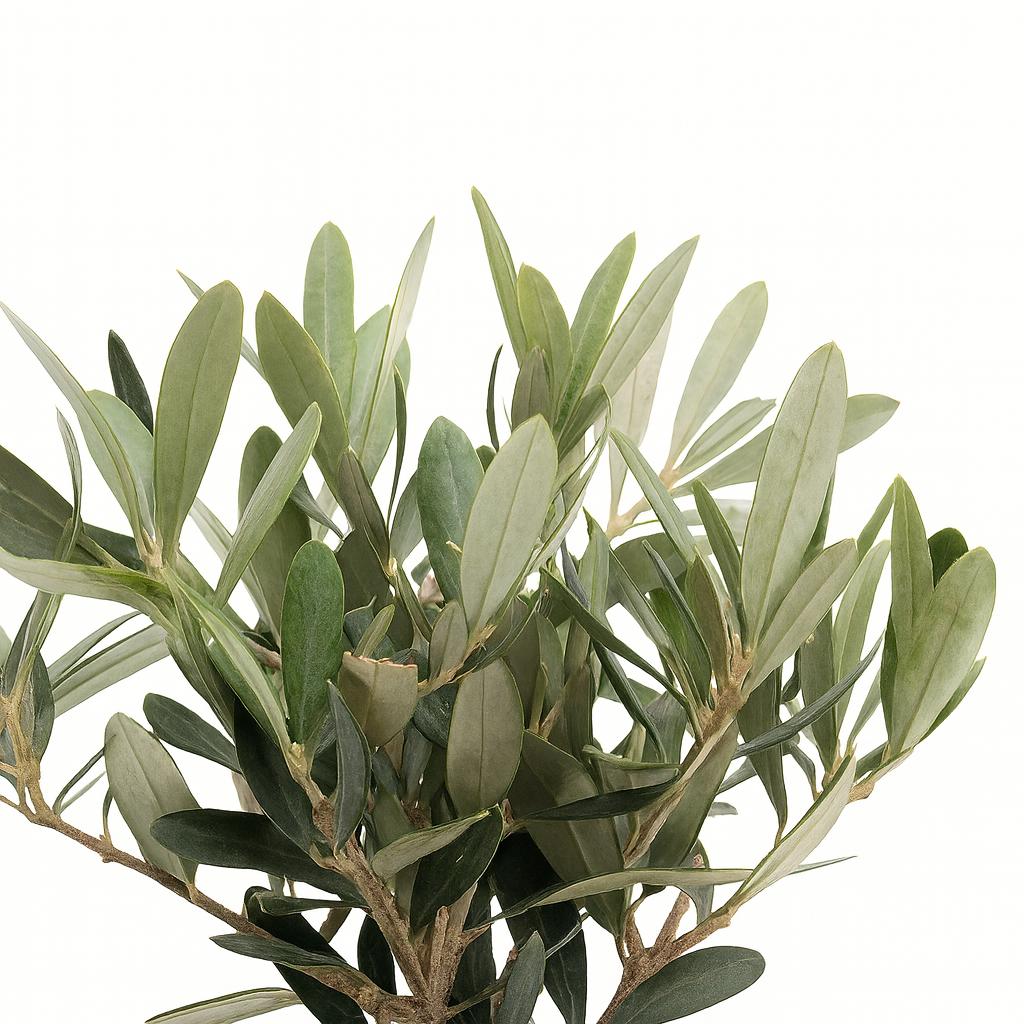Olea - 25cm