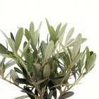 Olea - 25cm
