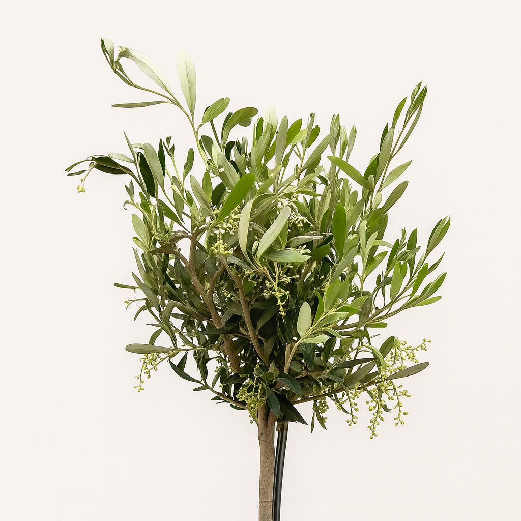 Olea - 60cm