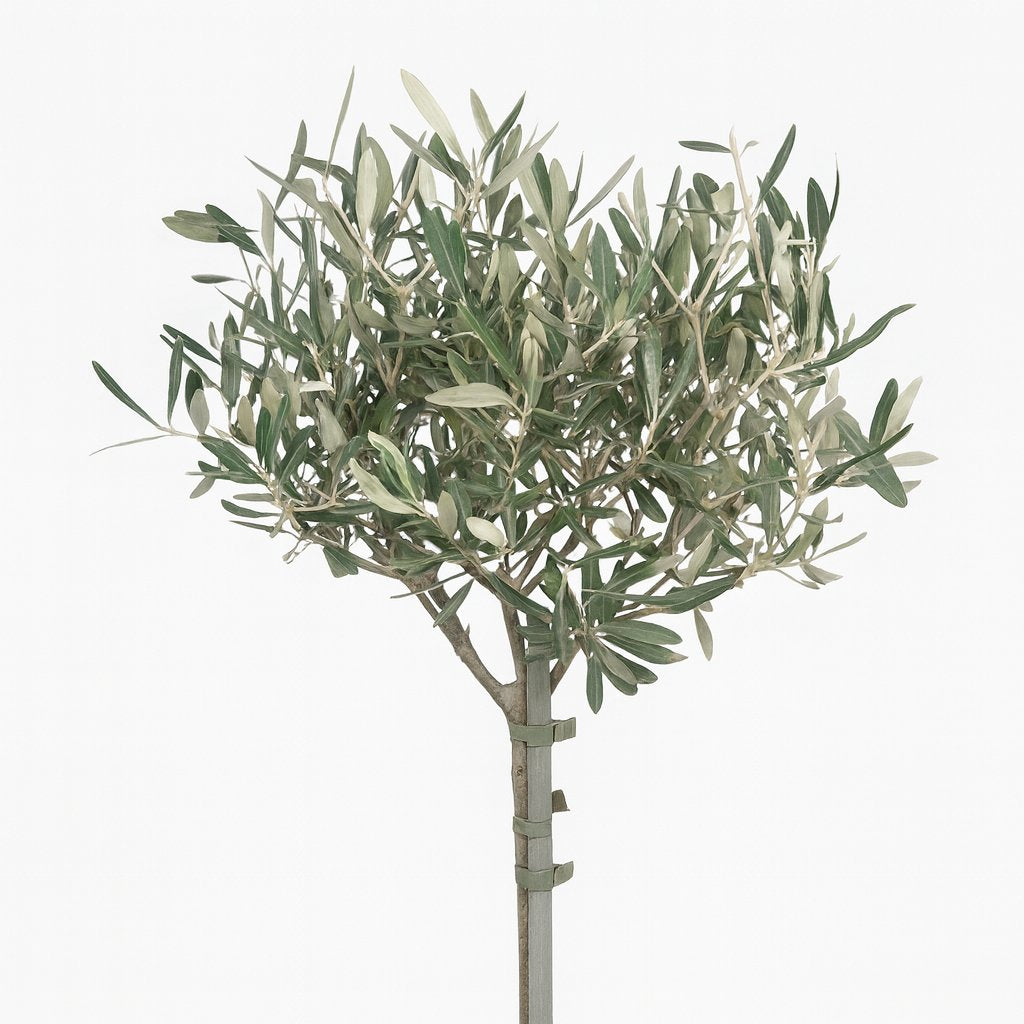 Olea - 90cm