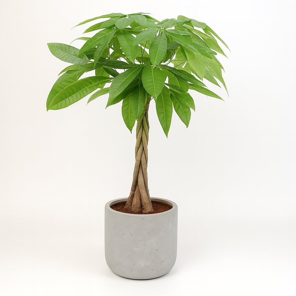 Pachira Aqautica - 80cm in einem modernen Studio mit modernem Topf