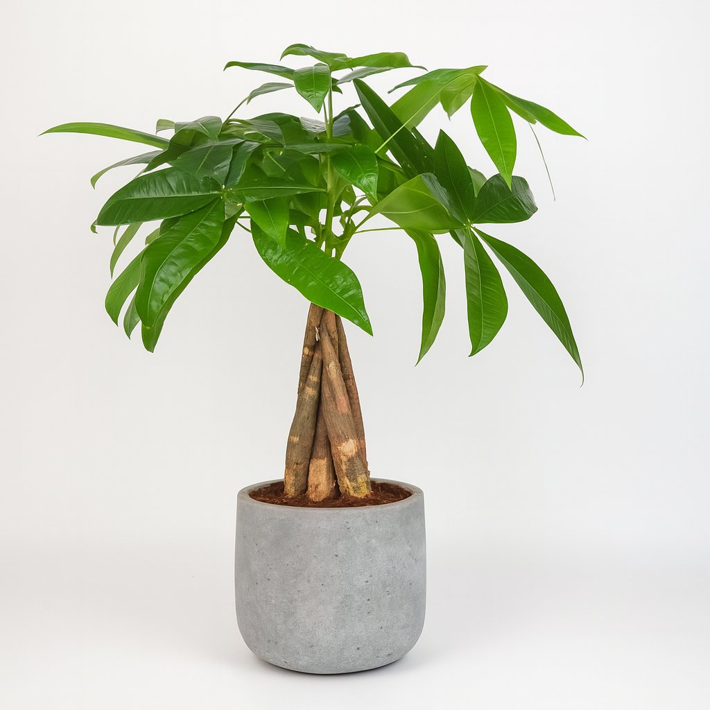 Pachira Aquatica - 35cm in einem modernen Studio mit modernem Topf