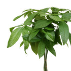 Pachira Aquatica - 120cm