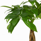 Pachira Aquatica - 35cm