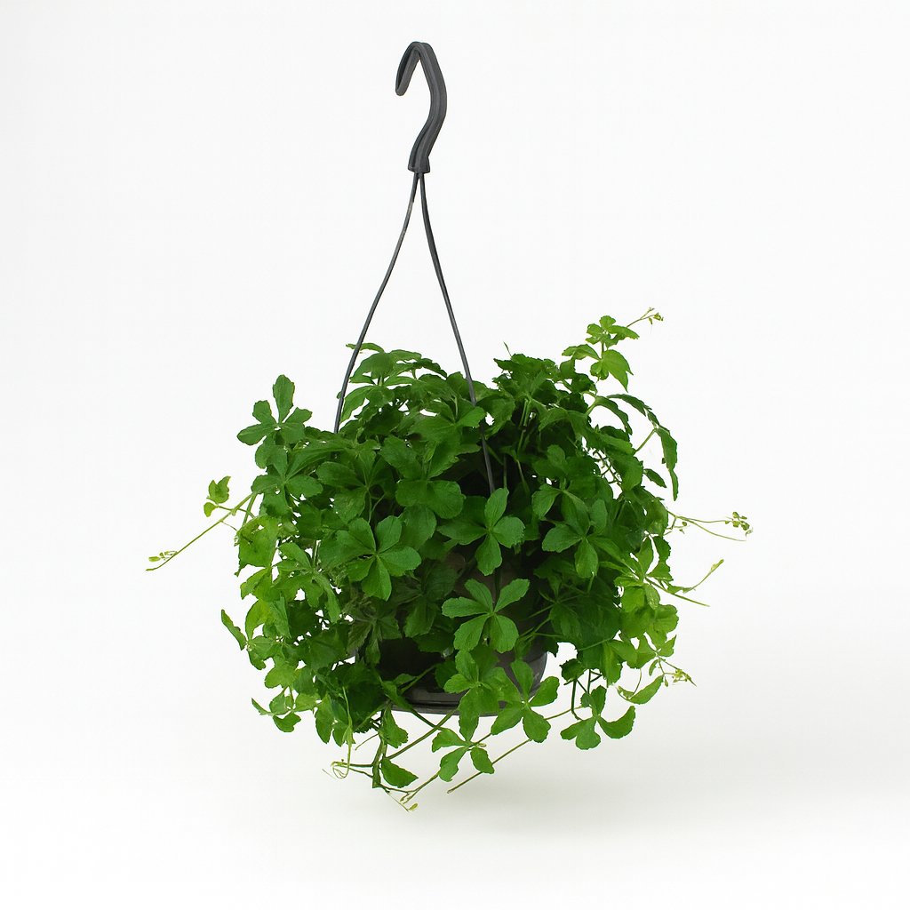 Parthenocissus Striatha hängend - 15cm in einem modernen Studio mit modernem Topf