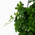 Parthenocissus Striatha hängend - 15cm
