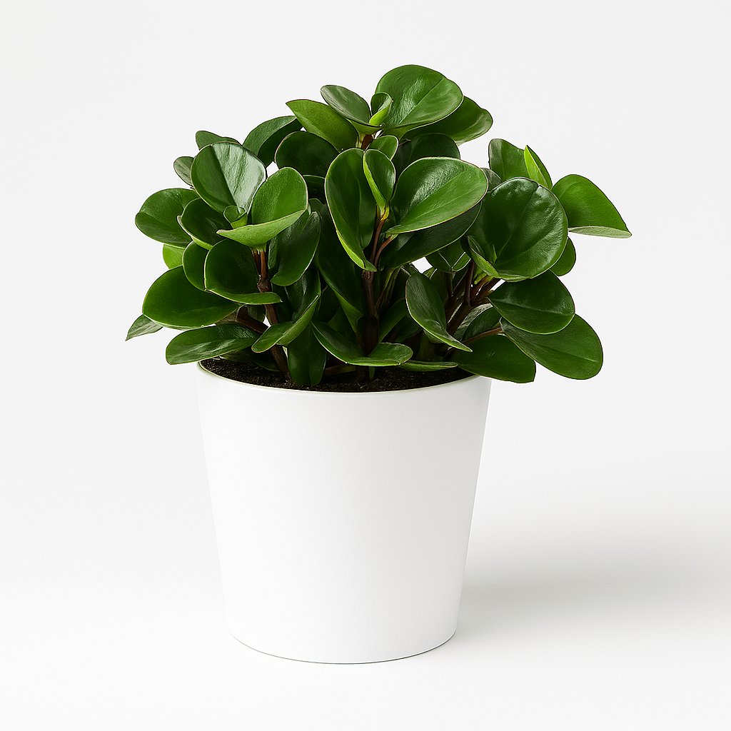 Peperomia Burning Bush - 25cm in einem modernen Studio mit modernem Topf