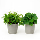 Peperomia Duo - 2 Stück - 15cm in einem modernen Studio mit modernem Topf