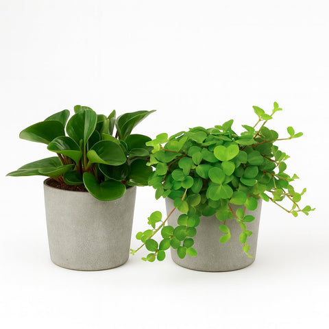 Peperomia Duo 1.0 - 2 Stück - 15cm